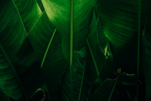 Background texture of dark green big leaf in nature - Fotoğraf, Görsel