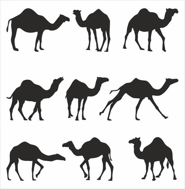 Conjunto vectorial de siluetas de camellos monocasco. Sombras Gran animal mamífero. Barco del desierto, estepa. - Vector, Imagen