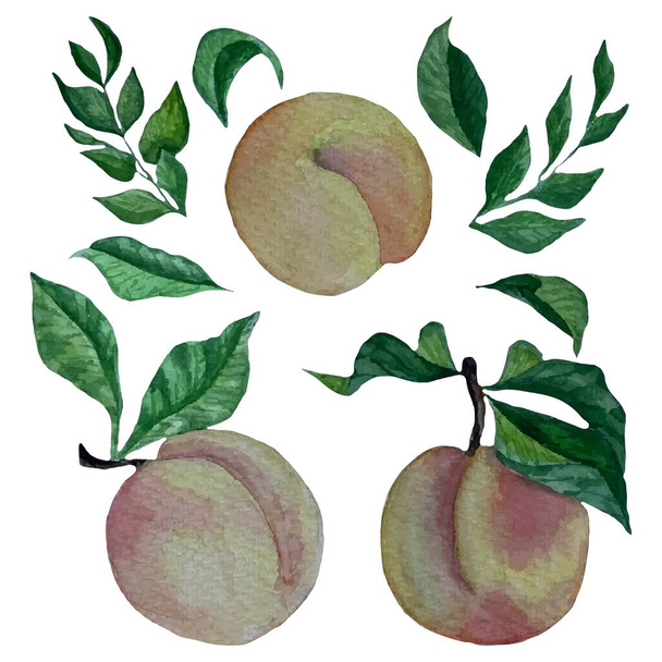 Watercolor hand drawn vector pink and yellow peaches, leaves - Vektori, kuva