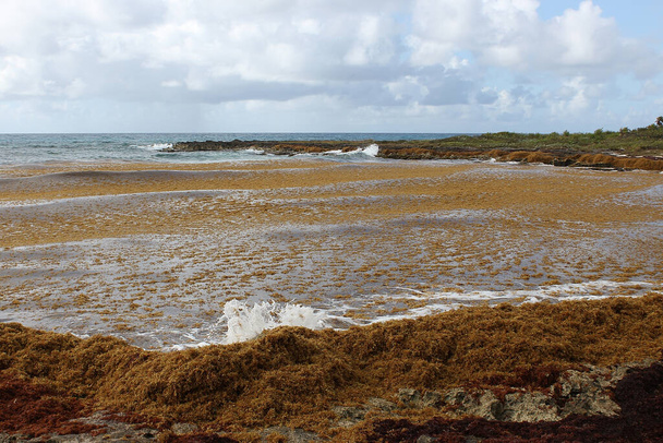 Řasy znečišťují pláž v Mexiku. Hromada mořských řas vyplavených na břeh. - Fotografie, Obrázek