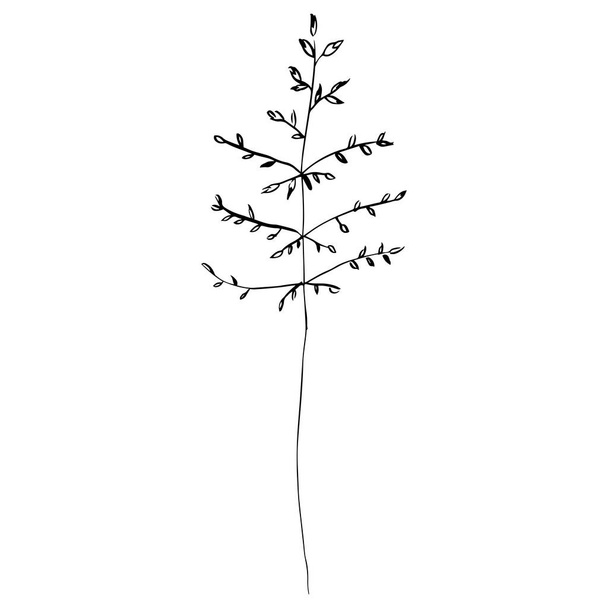 Vector simple drawing of a plant. Natural drawing for printing on paper, fabric. - Vetor, Imagem