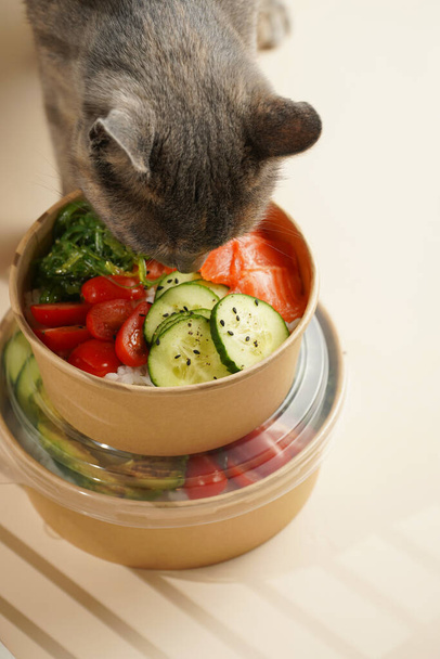 Grey cat smelling on trendy dish poke bowl - rice, wakame seaweed, tomatoes, cucumber, avocado, salmon in recycled round carton with sustainable fork, takeaway food concept, beige background - Foto, Imagen