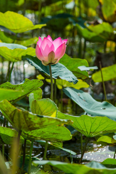 Naturfoto: Lotusblüten. Zeit: 17. Juli 2022. Ort: Ho-Chi-Minh-Stadt. Inhalt: Lotus hat sowohl Aroma als auch Farbe, aber der Lotusduft ist nicht zu stark, sondern sanft. Schöne Lotusfarbe, rosa weiße Blütenblätter.  - Foto, Bild