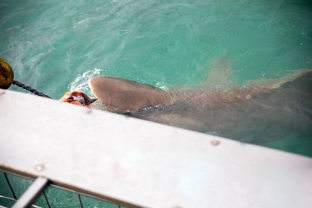 Big bronze shark taking the bait of the hook next to the observation cage full of tourists at the shark alley in Gansbaai (South Africa) this place is full of marine species in the wildlife. - Fotó, kép