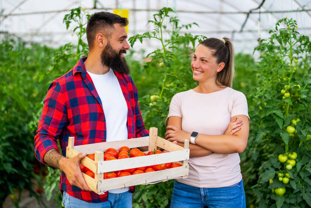 Luomukasvihuone. Perheviljelijät seisovat vastapoimittujen tomaattien kanssa kasvihuoneessa.. - Valokuva, kuva
