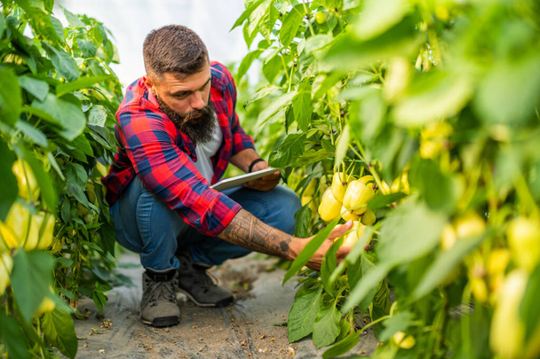 Органический парниковый бизнес. Фермер осматривает свежий и спелый перец в оранжерее. - Фото, изображение