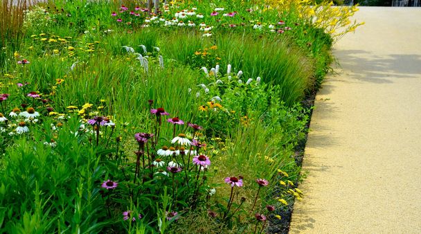 公園の遊歩道の花壇には観賞用の多年草があります。エッジは花崗岩の舗装ブロックの湾曲した縁部です。長方形の花壇を芝生から隔てて - 写真・画像