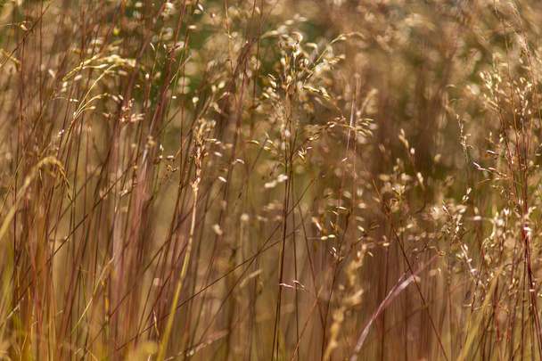 Divoká tráva pod teplý večer světlo - Fotografie, Obrázek