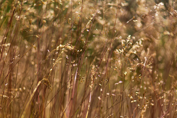 Дикая трава под теплым вечером света
 - Фото, изображение