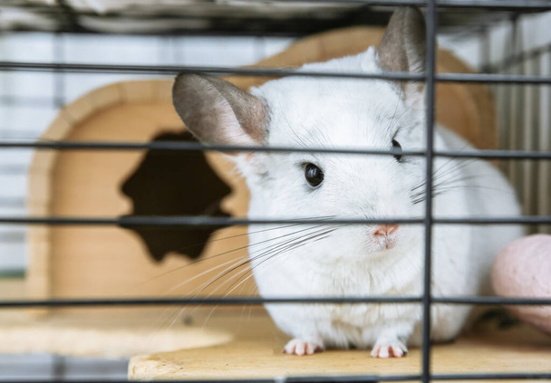 Weiße Chinchilla sitzt in ihrem Käfig. Niedliche flauschige Haustier im Haus. - Foto, Bild
