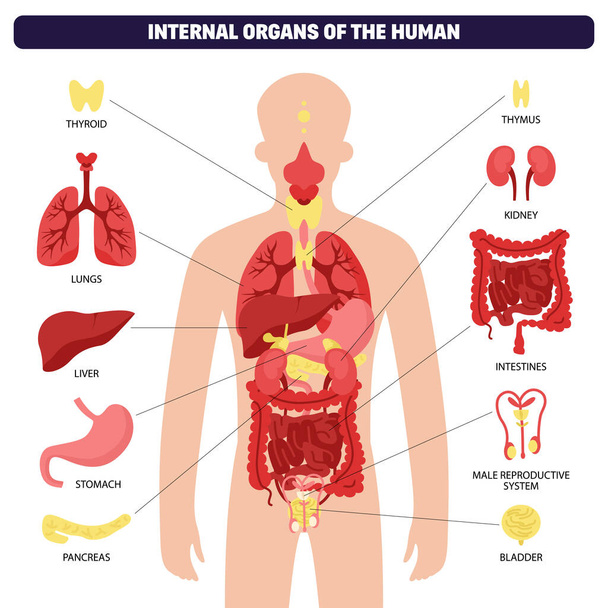 Ανθρώπινο σύστημα οργάνων σώματος infographic με ανθρώπινο σώμα και θυρεοειδούς πνεύμονες του ήπατος στομάχι πάγκρεας νεφρών αναπαραγωγικό σύστημα και της ουροδόχου κύστης μέσα διανυσματική απεικόνιση - Διάνυσμα, εικόνα