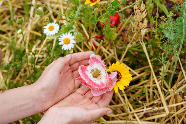Closeup of child hand with different summer flowers. Beautiful blooming field flowers. Children and environment, ecology concept - Foto, imagen