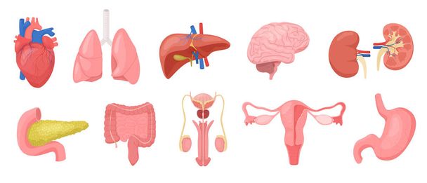Órganos humanos con iconos de color aislados imágenes planas de órganos internos del cuerpo en blanco ilustración vectorial de fondo - Vector, Imagen