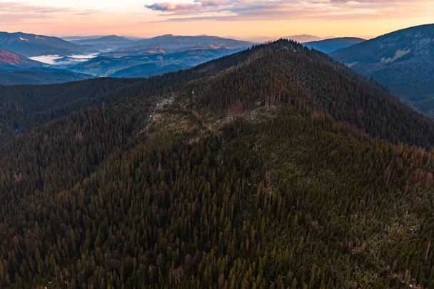 Vecchie foreste di abete rosso dell'Ucraina, le cime delle montagne dei Carpazi, sopra le montagne, foreste ecologicamente pulite. - Foto, immagini