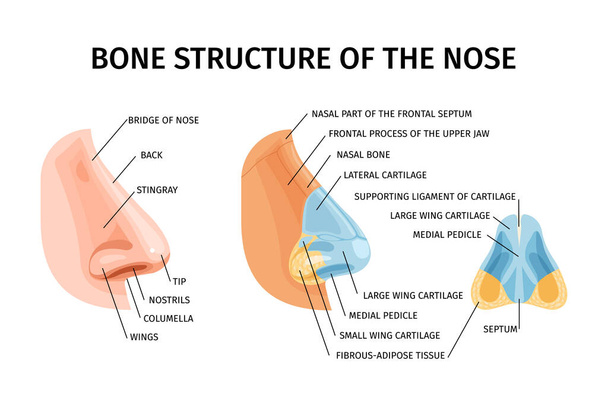 Struktura kostna nosa realistyczna infografika ilustrowana most nosa płaszczka skrzydła przegroda kości nosowych i chrząstki wektor ilustracja - Wektor, obraz