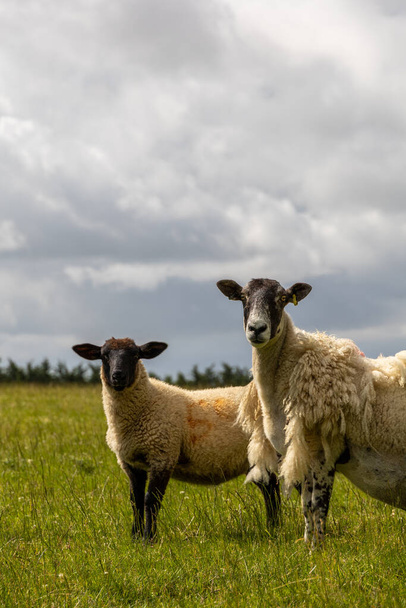 Portrait of beautiful sheep in the Isle of Skye and in the Hebrides, Scotland. Tame, friendly faces, long wool against the harsh climate and constant wind. - Φωτογραφία, εικόνα