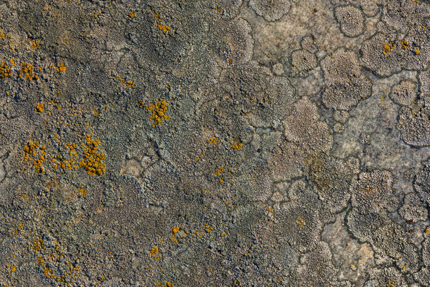 Golden moonglow lichen on quartzite sandstone surface. A pioneer lichen in Bare Rock Succession that helps break down rock and sets the stage for mosses and other plants to follow succession. - Foto, afbeelding