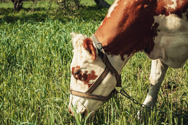 Біла корова з коричневими плямами крупним планом приносить в саду і їсть зелену траву
 - Фото, зображення
