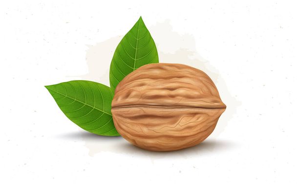 Pähkinävektorin kuvitus vihreillä lehdillä - Vektori, kuva