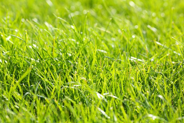 Spring green grass - Photo, Image