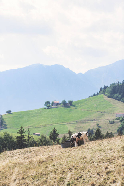 Nos Alpes italianos, duas vacas bebem de recipientes - Foto, Imagem