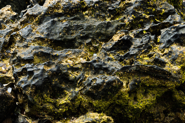 Texture and moss on a rock on the beach. High quality photo - Photo, Image