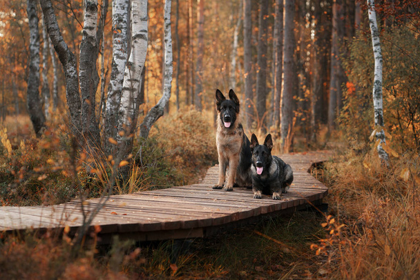 two dogs sit together on a wooden path in the forest. Beautiful German and East European Shepherd Dogs in nature - Foto, Imagen