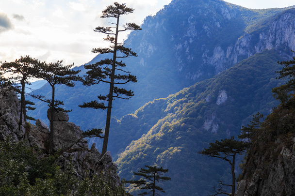 Paisagem de montanha com pinheiros pretos Pinus nigra
 - Foto, Imagem