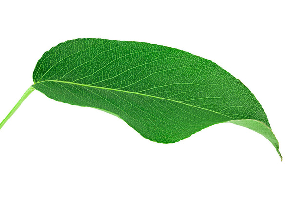 Green pear leaf isolated on white background. - Photo, Image