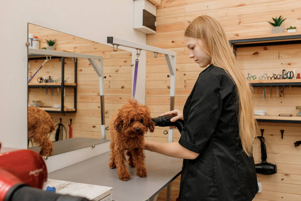 Peluquería profesional para mascotas secar la taza de té de piel de perro caniche con un secador de pelo después de lavarse en el salón de belleza. Concepto de aseo - Foto, imagen