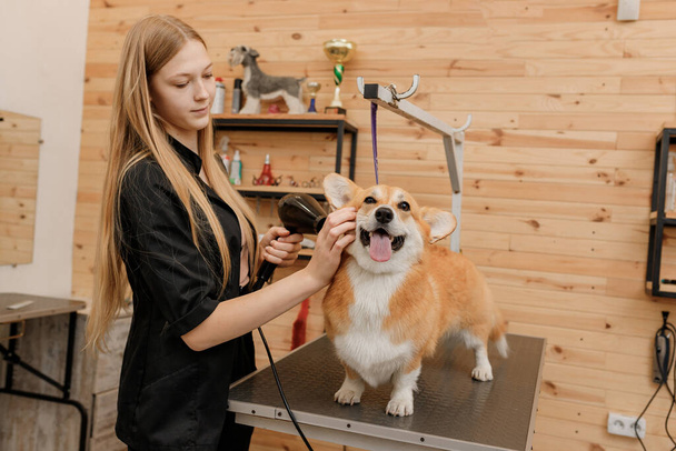 Profesionální fena pet groomer suché Welsh Corgi Pembroke pes kožešiny s fénem po mytí v kosmetickém salonu. Koncept úpravy - Fotografie, Obrázek