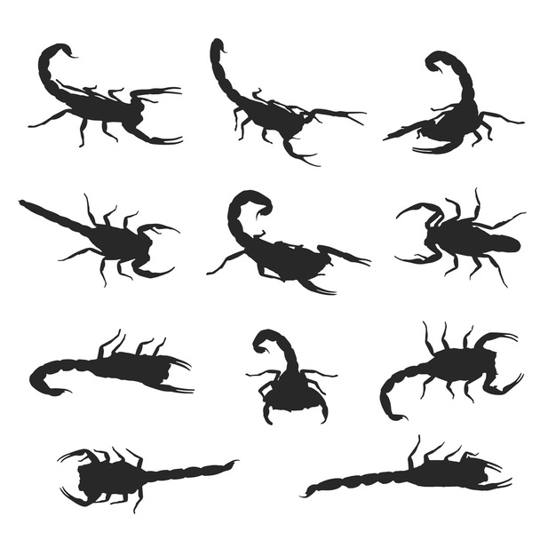 Векторное изображение скорпиона на белом фоне - Вектор,изображение