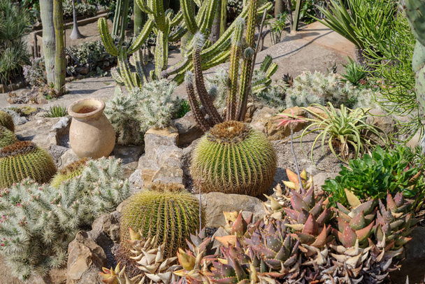 Különböző fajtájú kaktuszfélék a kertben - Fotó, kép