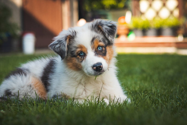 young Australian Shepherd dog rests on the grass in the garden and smiles happily. Blue eyes, brown and black spot around the eyes and otherwise white body gives the female a beautiful and cute look. - Foto, Imagem