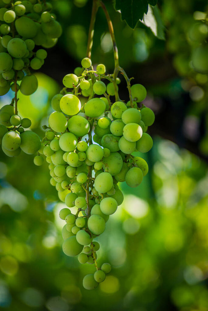 Beautiful grapes leaves in a vineyard, garden. Vineyard background in summer. Beautiful sunny day. Detail, green grapes unripe - Fotoğraf, Görsel
