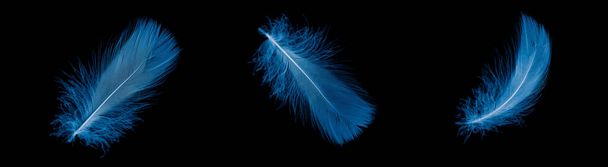 blue goose feather on black isolated background - 写真・画像
