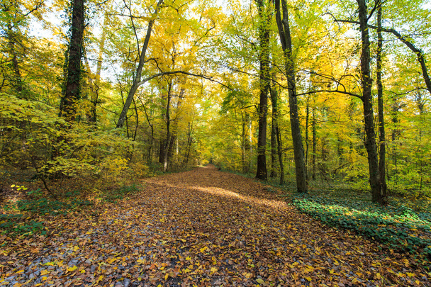 herfst gebladerte in het forest - Foto, afbeelding