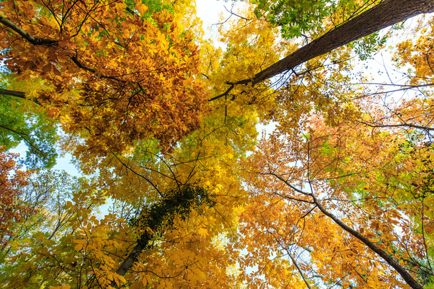 Autumn foliage in the forest, on a bright sunny day - Foto, imagen