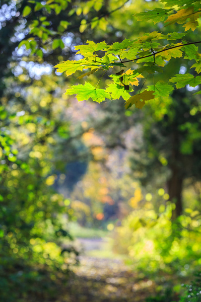 Осенняя листва в лесу
 - Фото, изображение