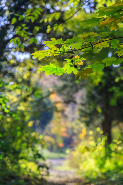 Autumn foliage in the forest, on a bright sunny day - Photo, Image