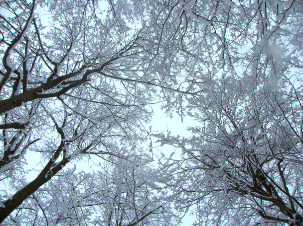 Ukraine, Carpathians, view of the winter sky through the branches of the trees - Фото, изображение