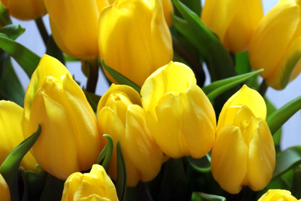 Yellow bouquet of flowering tulips. Spring gift - Foto, Imagen