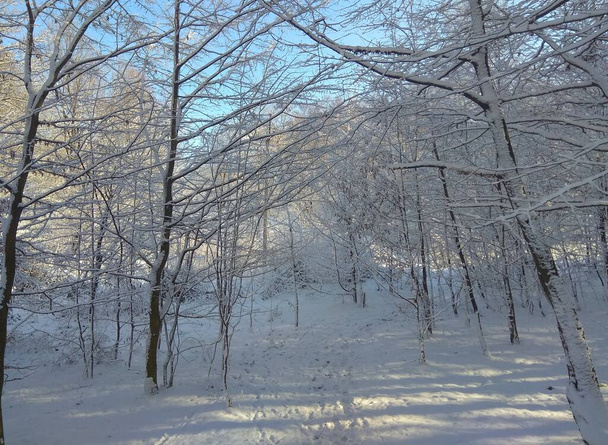 Ukraine, Ivano-Frankivsk region, Dolyna, winter nature on a sunny day - Valokuva, kuva