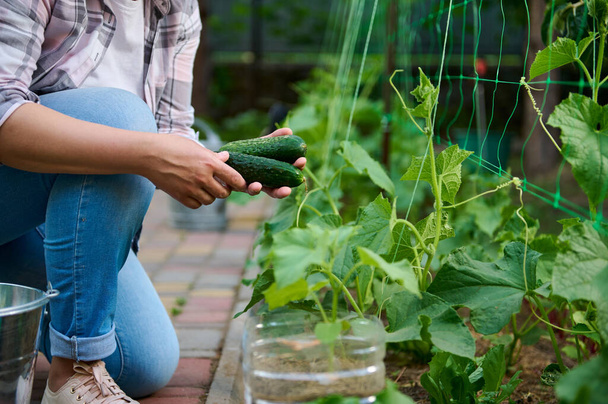 Details: Hands of female gardener agronomist picking ripe cucumbers grown in the open ground. The future is vegan. Love and save planet. Cultivation of organic vegetables. Horticulture, agribusiness - Foto, imagen