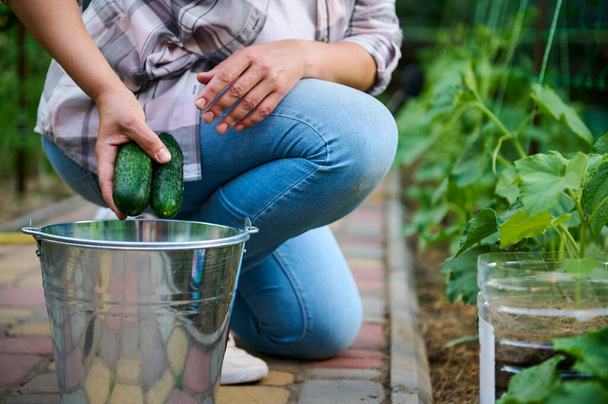 Focus on a metal bucket near a gardener picking ripe cucumbers in the organic vegetable garden. Harvesting. Eco farming, eco farm, agribusiness, agricultural hobby. Growing ecologically friendly food - Foto, imagen