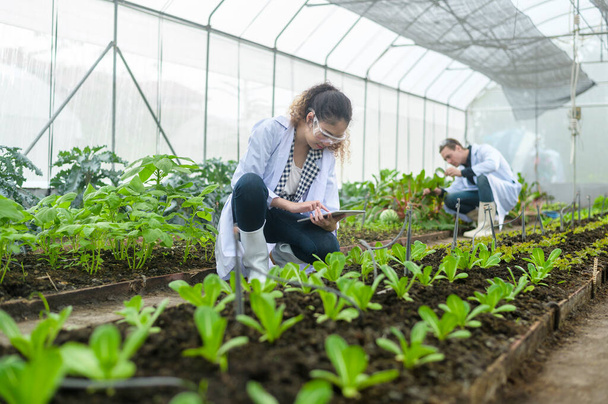 Scientis are analyzing organic vegetables plants in greenhouse , concept of agricultural technology  - Foto, Bild