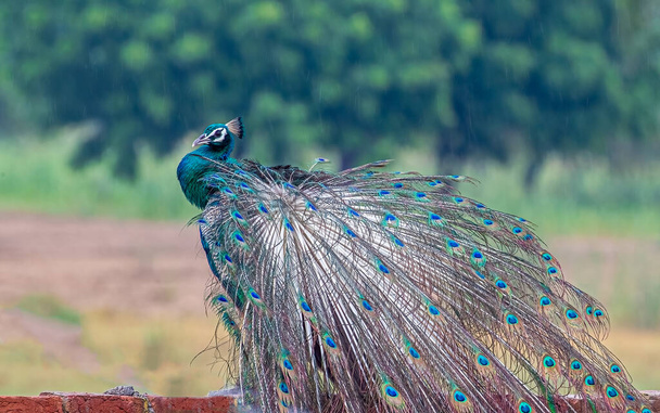 Un pavone che si asciuga le piume dopo aver bagnato sotto la pioggia - Foto, immagini