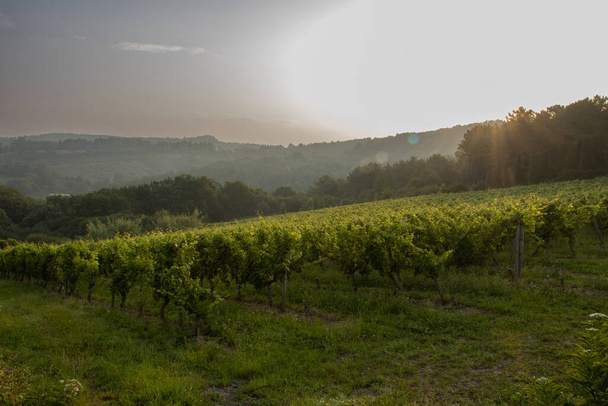 vineyard field in northern Spain at dawn - Foto, Bild