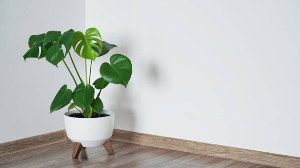 Close up of beautiful monstera flower leaves or swiss cheese plant, Monstera deliciosa Liebm, Araceae in white pot against white wall and brown floor, interior minimalism concept, banner, copy space - Foto, Bild