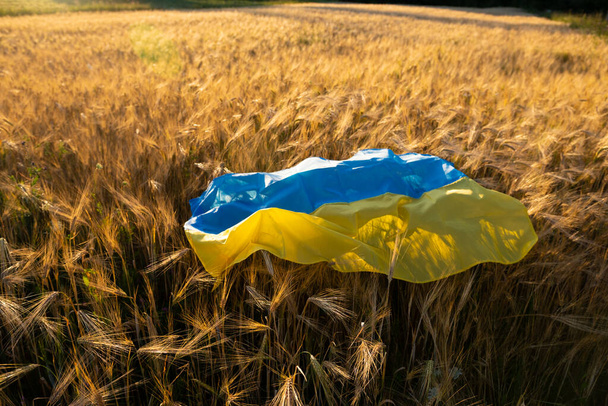 Flaga Ukrainy na pszenicy. Zbiory pszenicy w koncepcji Ukrainy. Wysokiej jakości zdjęcie - Zdjęcie, obraz